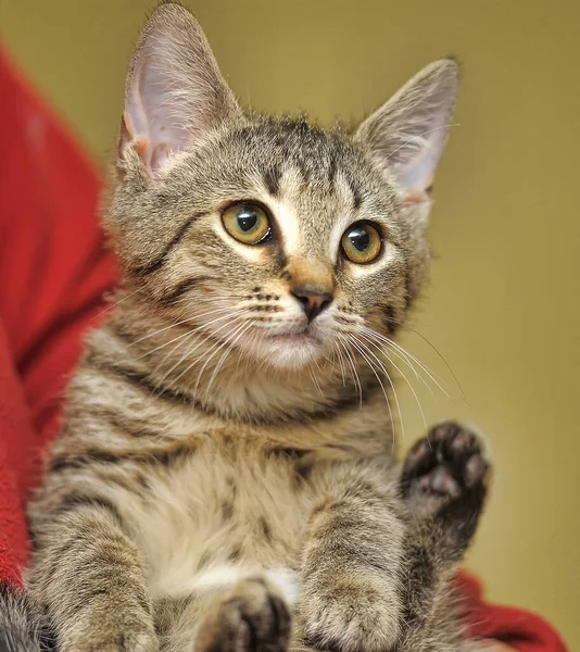 Listrado Brincalhão Gatinho Braços — Fotografia de Stock