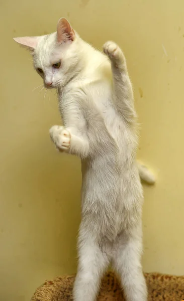 Młody Biały Kot Gra Stojąc Jego Tylnych Nogach — Zdjęcie stockowe