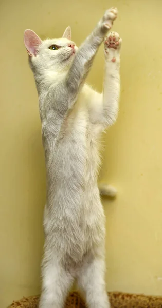 Jovem Gato Branco Joga Suas Patas Traseiras — Fotografia de Stock