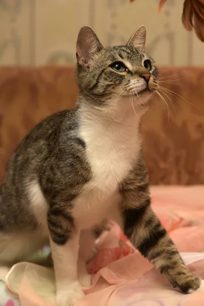 Jovem Bonita Listrada Com Gato Branco Sofá — Fotografia de Stock