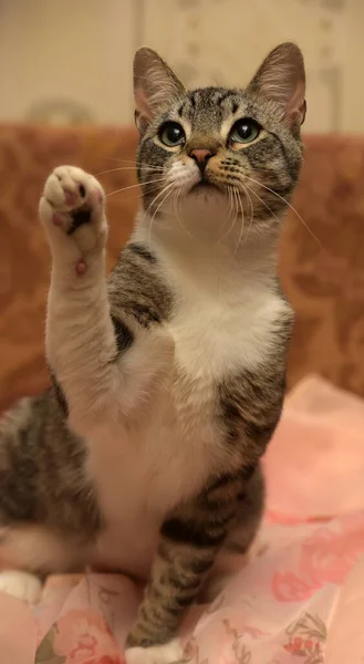 Young Beautiful Striped White Cat Plays Catches — Stock Photo, Image