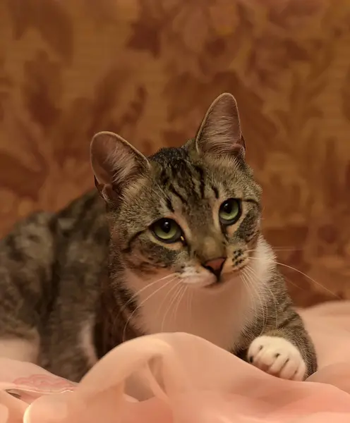 Jovem Bonita Listrada Com Gato Branco Sofá — Fotografia de Stock