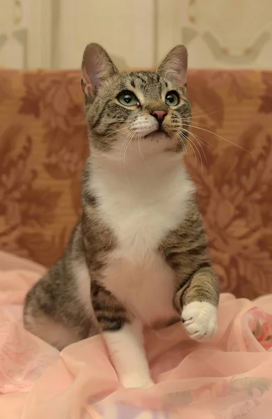 Jovem Bonita Listrado Com Branco Gato Joga Capturas — Fotografia de Stock