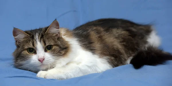 Hermoso Joven Noruego Bosque Marrón Con Blanco Gato Fondo Azul —  Fotos de Stock