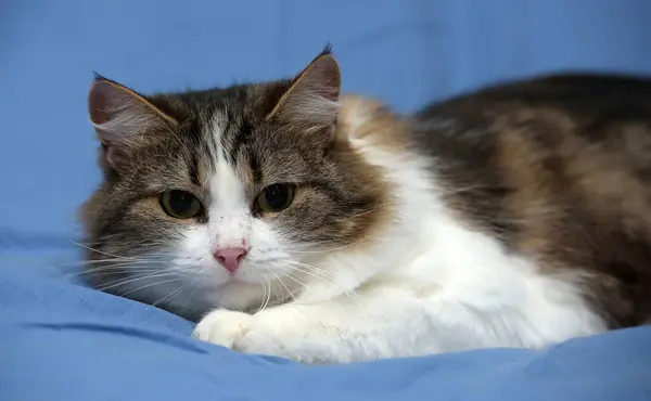 Hermoso Joven Noruego Bosque Marrón Con Blanco Gato Fondo Azul — Foto de Stock