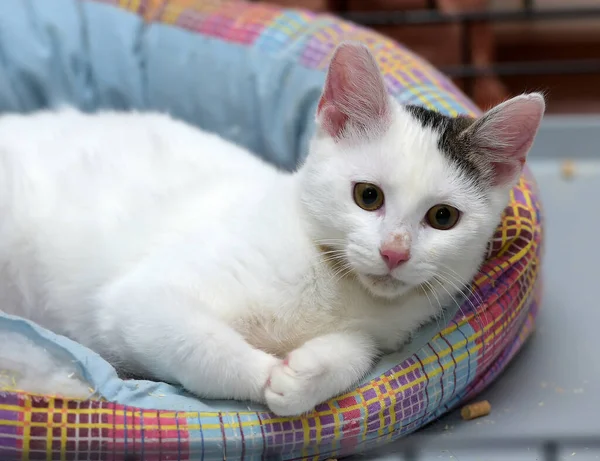 Kulağında Gri Bir Leke Olan Sevimli Beyaz Kedi Yatıyor — Stok fotoğraf