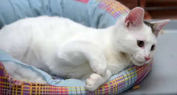 Χαριτωμένο Νεαρή Λευκή Γάτα Μια Γκρι Κηλίδα Στο Αυτί Βρίσκεται — Φωτογραφία Αρχείου