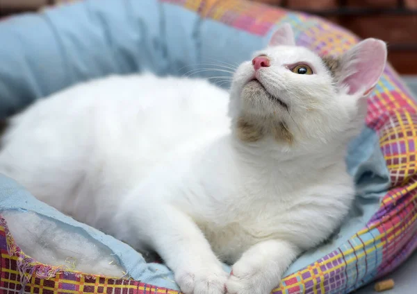 Bonito Jovem Gato Branco Com Ponto Cinza Orelha Mentiras — Fotografia de Stock