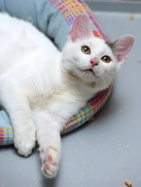 Lindo Gato Blanco Joven Con Una Mancha Gris Oreja Encuentra —  Fotos de Stock