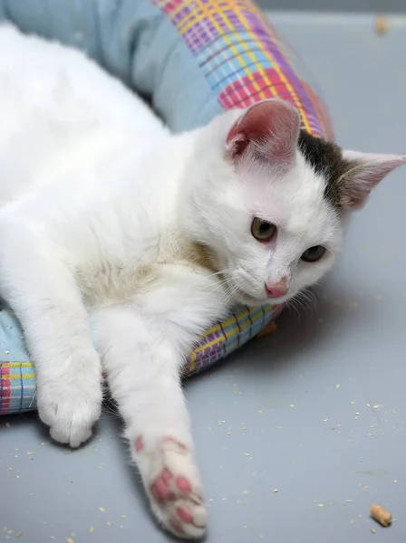 Lindo Gato Blanco Joven Con Una Mancha Gris Oreja Encuentra —  Fotos de Stock