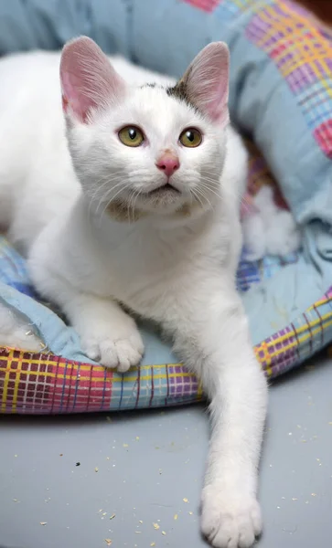 Милий Молодий Білий Кіт Сірою Плямою Вусі Лежить — стокове фото