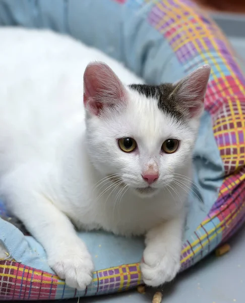 Süße Junge Weiße Katze Mit Einem Grauen Fleck Auf Dem — Stockfoto