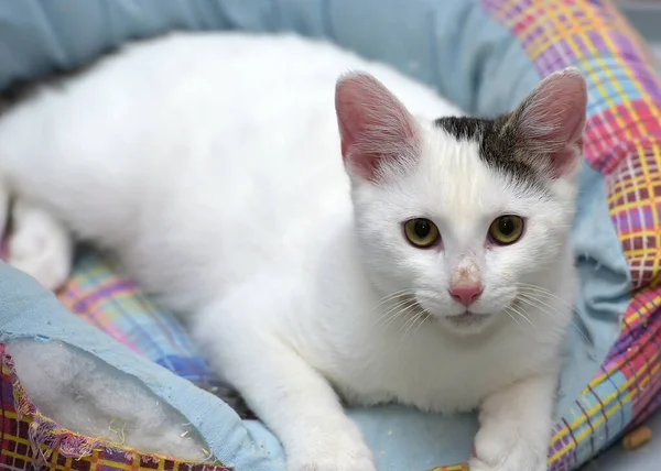 Roztomilý Mladý Bílý Kočka Šedou Skvrnou Uchu Leží — Stock fotografie