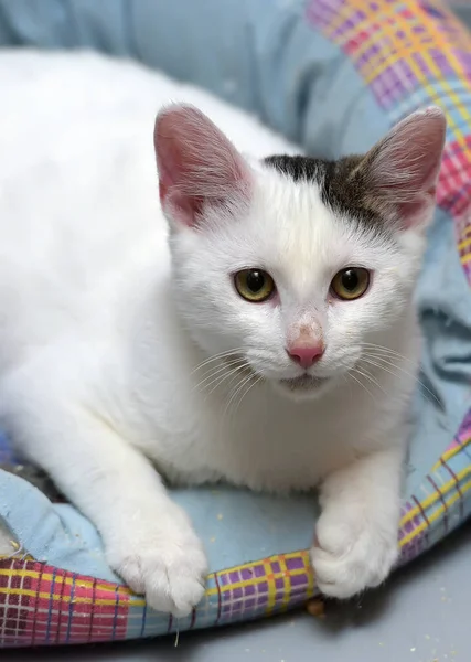 Bonito Jovem Gato Branco Com Ponto Cinza Orelha Mentiras — Fotografia de Stock