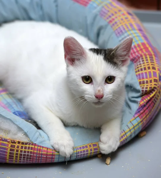 Bonito Jovem Gato Branco Com Ponto Cinza Orelha Mentiras — Fotografia de Stock