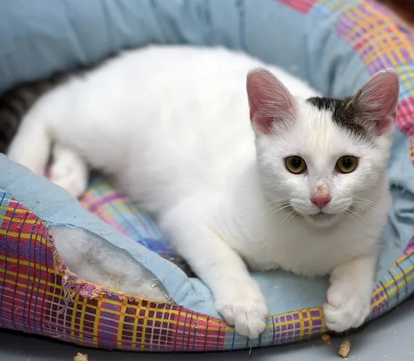 Bonito Jovem Gato Branco Com Ponto Cinza Orelha Mentiras — Fotografia de Stock