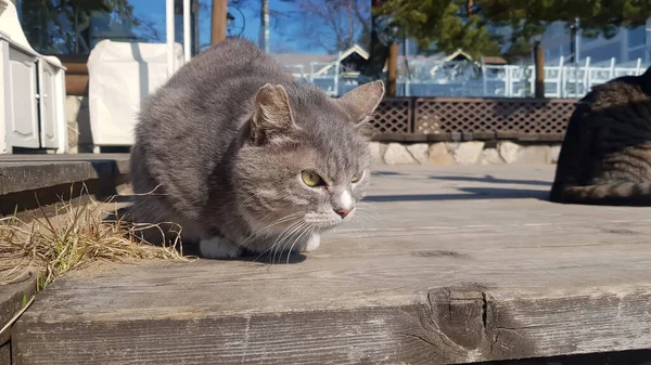 コロナウイルスの流行中に路上でホームレスの猫 — ストック写真