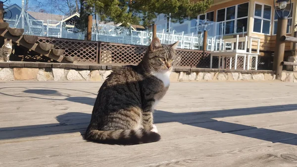 コロナウイルスの流行中に路上でホームレスの猫 — ストック写真