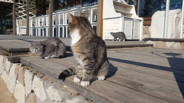 Obdachlose Katzen Auf Der Straße Während Der Coronavirus Epidemie — Stockfoto