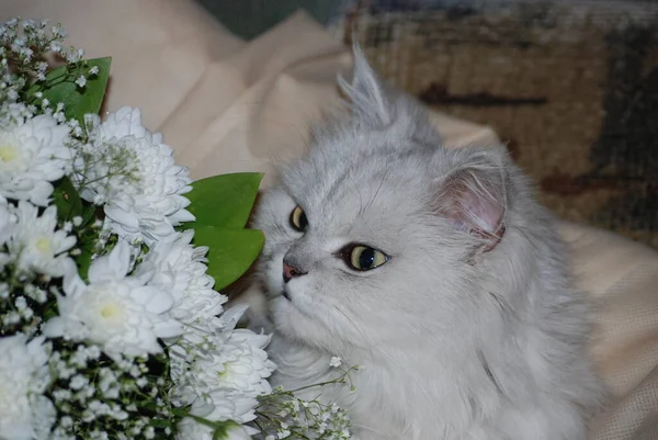 Grijs Perzisch Kat Bruiloft Boeket — Stockfoto