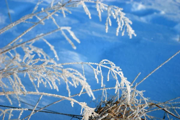 Grass Covered Hoarfrost Winter Frost — Stock Photo, Image