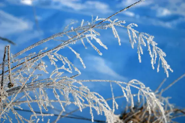 冬の霜に覆われた草は — ストック写真