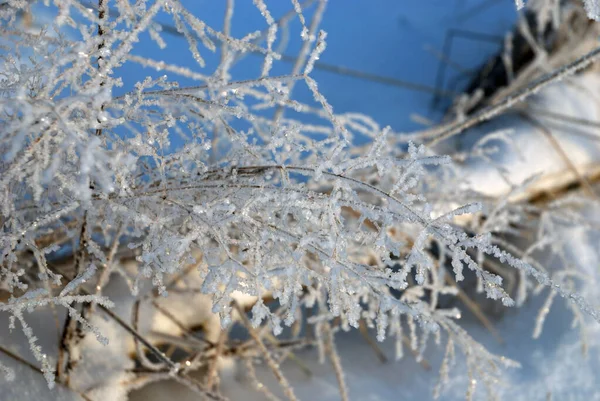 Grass Covered Hoarfrost Winter Frost — Stock Photo, Image