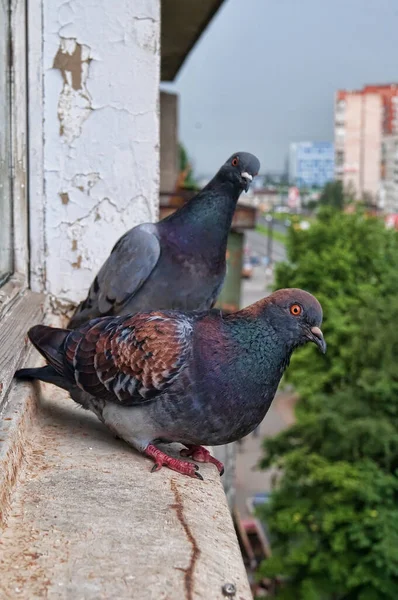 Dois Pombos Espera Comida Parapeito Janela — Fotografia de Stock