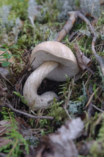 Boletus Mushroom Growing Moss Forest — Stock Photo, Image