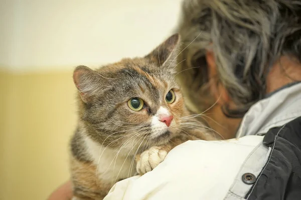 Three Color Frightened Cat Arms Volunteer Shelter — Stock Photo, Image