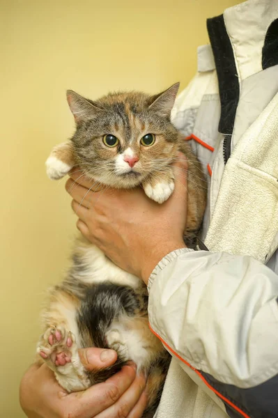 Dreifarbige Verängstigte Katze Den Armen Eines Freiwilligen Tierheims — Stockfoto