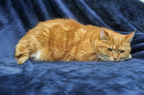 Грустный Рыжий Кот Лежит Синем Фоне — стоковое фото