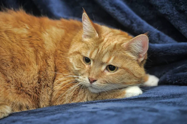 Triste Gengibre Gato Encontra Fundo Azul — Fotografia de Stock