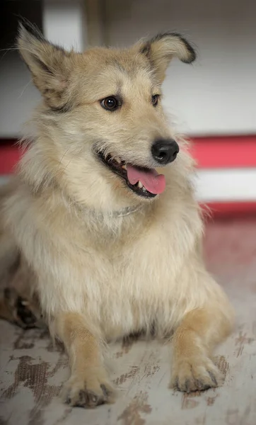 Пушистая Бежевая Чистокровная Собака Помещении — стоковое фото