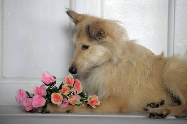 白い背景に花の花束を持つ避難所でベージュの純血犬 — ストック写真