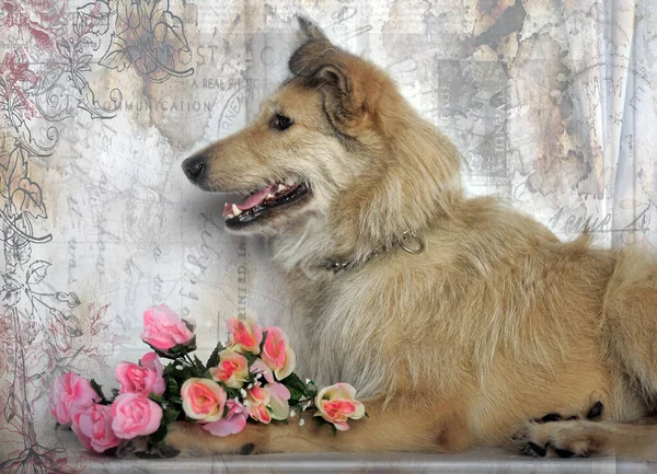 Beige Reinrassige Hündin Tierheim Mit Einem Blumenstrauß Auf Weißem Hintergrund — Stockfoto