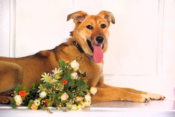 Mooie Gember Rasechte Hond Met Een Boeket Bloemen Een Witte — Stockfoto