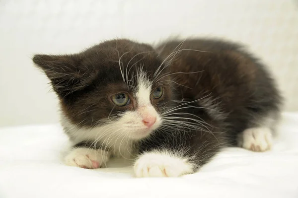 Asustado Negro Blanco Gatito — Foto de Stock