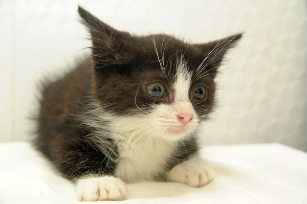 Asustado Negro Blanco Gatito — Foto de Stock