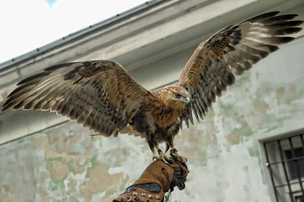 Falcon Gauntlet Gauntlet Sits Spreading Its Wings — Stock Photo, Image