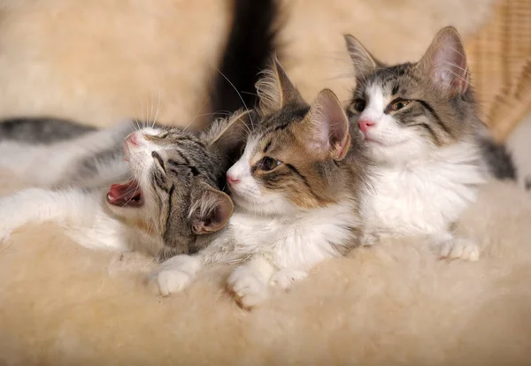 Drie Schattige Pluizige Kittens Samen — Stockfoto