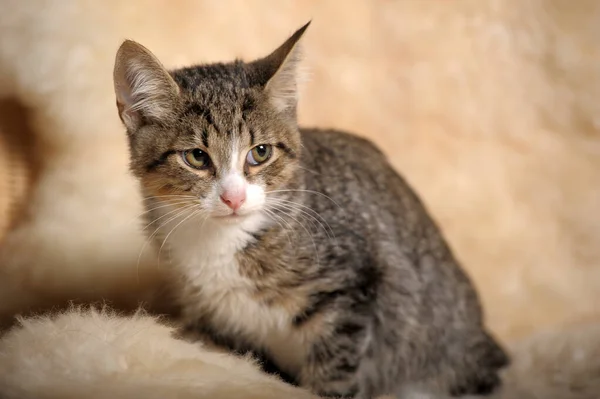 Çizgili Beyaz Kedi Yavrusu Dikkatli Bakıyor — Stok fotoğraf