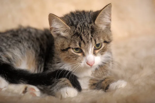 Carino Strisce Con Gattino Bianco Sta Guardando Attentamente — Foto Stock