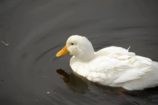 Ganso Branco Nadando Lago — Fotografia de Stock