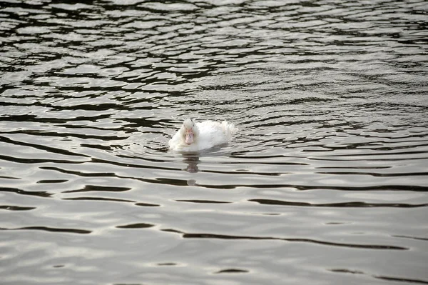Ganso Branco Nadando Lago — Fotografia de Stock