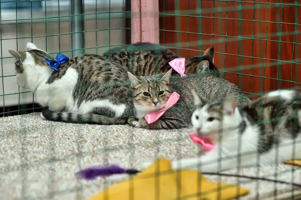 Gato Muestra Distribución Los Animales Del Refugio Raza Ojos — Foto de Stock
