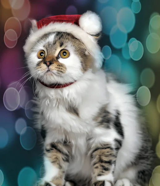 クリスマスの帽子の猫 キャンディ心配するな — ストック写真