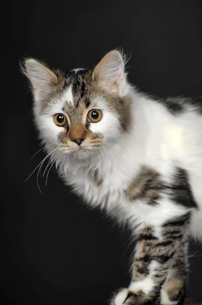 Blanc Avec Des Taches Rayé Chat — Photo