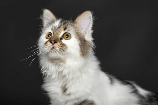 白い縞模様の猫 — ストック写真