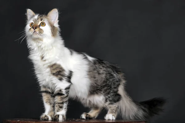 White Spots Striped Cat — Stock Photo, Image